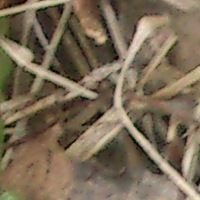 amaisjuapadecarballo