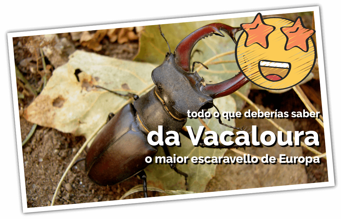 A Vacaloura ≫ todo o que hai que saber do noso escaravello