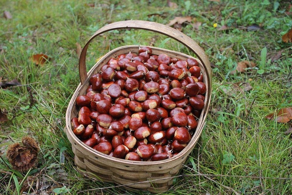 A Xunta reparte máis de 1.800 castiñeiros autóctonos para fomentar o consumo e venda da castaña
