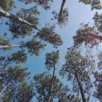 Ismael López Pérez