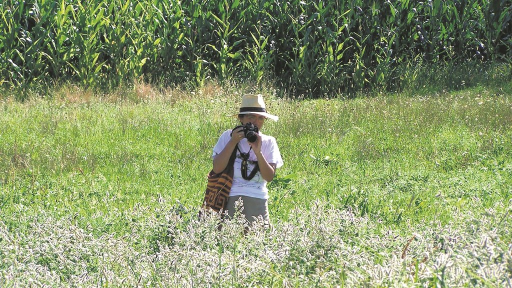 A invasión da velutina ameaza os insectos polinizadores e a reprodución das plantas