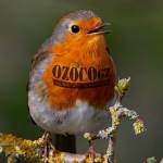 OZOCOgz DESEÑO GALEGO Profile Picture