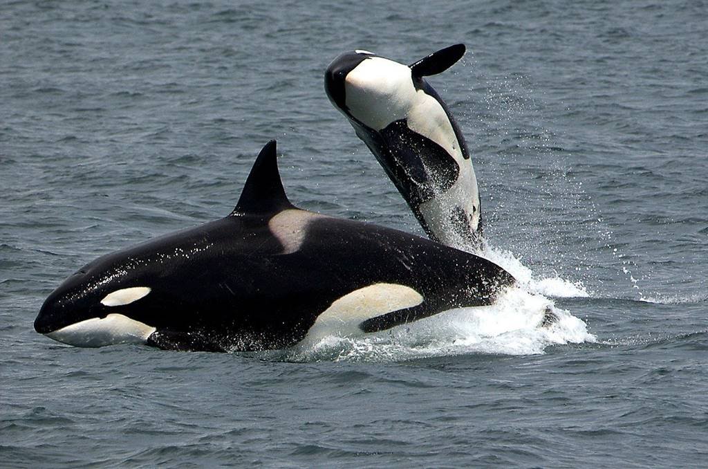 As candorcas 'atacan' de madrugada un veleiro a 2,5 millas da Coruña