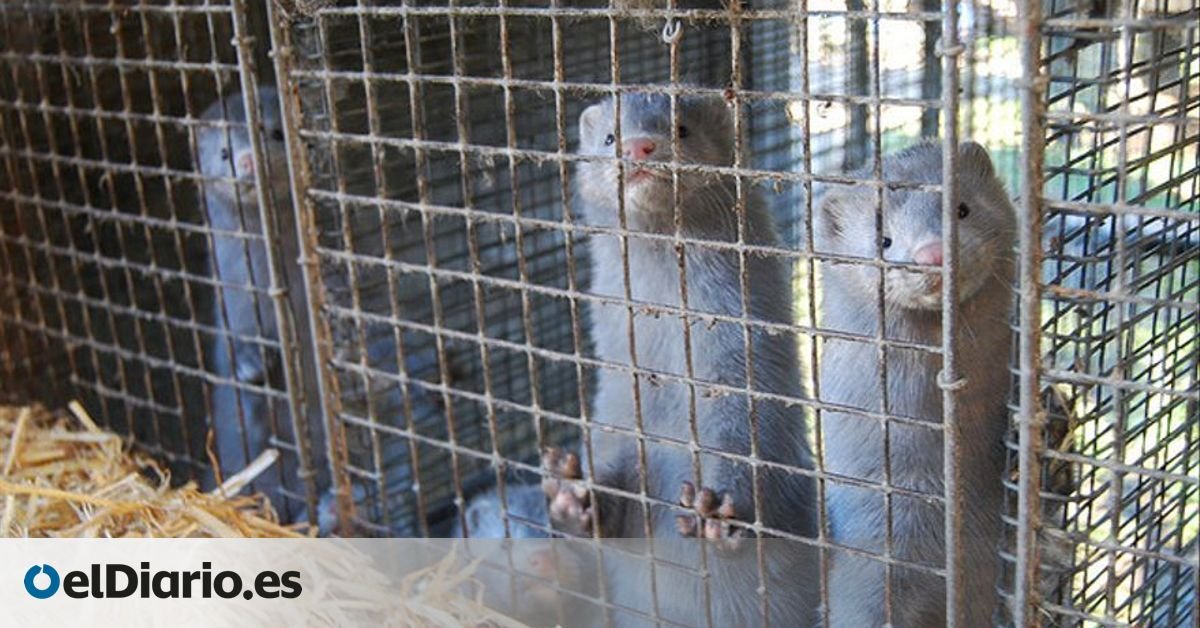 La Xunta descarta el peligro de coronavirus en las granjas de visones de Galicia pese a que solo ha realizado pruebas en el 16%