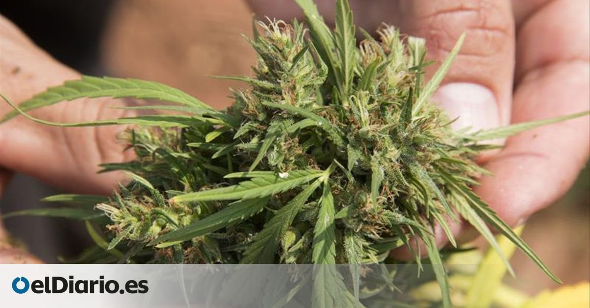 La ONU acerca una posible regulación terapéutica del cannabis, aunque España insiste en que no hay evidencia científica