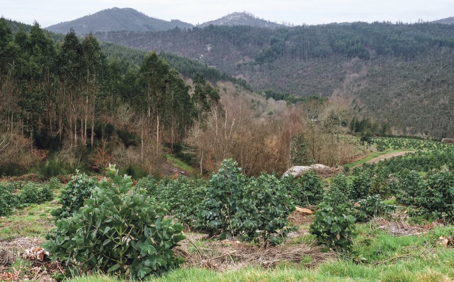 Xunta e Inditex da man cara a un novo ‘boom’ do eucalipto