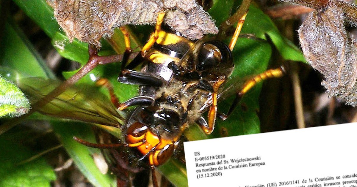 A UE certifica que non recibiu “solicitude ningunha” da Xunta para o control da velutina - Praza Pública