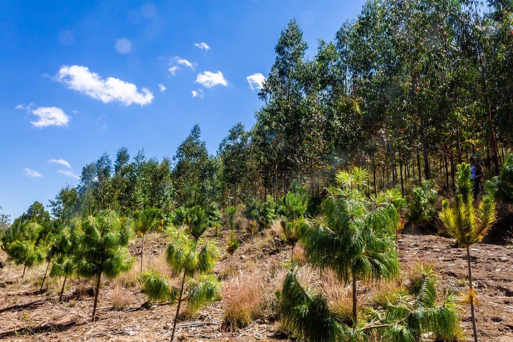 Denuncian que a Xunta quere "privatizar" os montes en mancomún co novo plan forestal