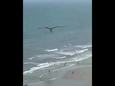 Aguila atrapa vivo a un tiburón - YouTube