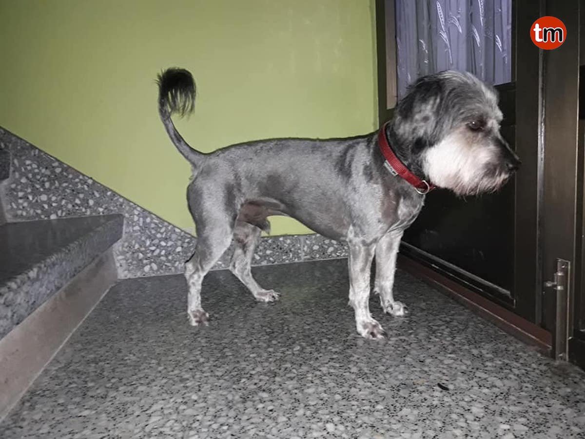Recompensa de 600 € para quien facilite el paradero de Faruq, un perro “robado” en Redondela - Telemariñas