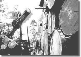 Eucalipto: O reflorestamento do capital financeiro - A Nova Democracia