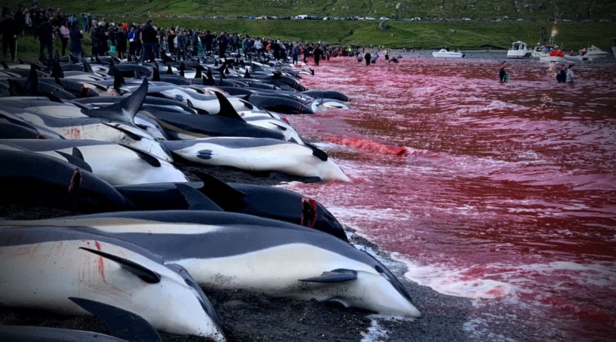 Avaaz - Detengamos la matanza de delfines