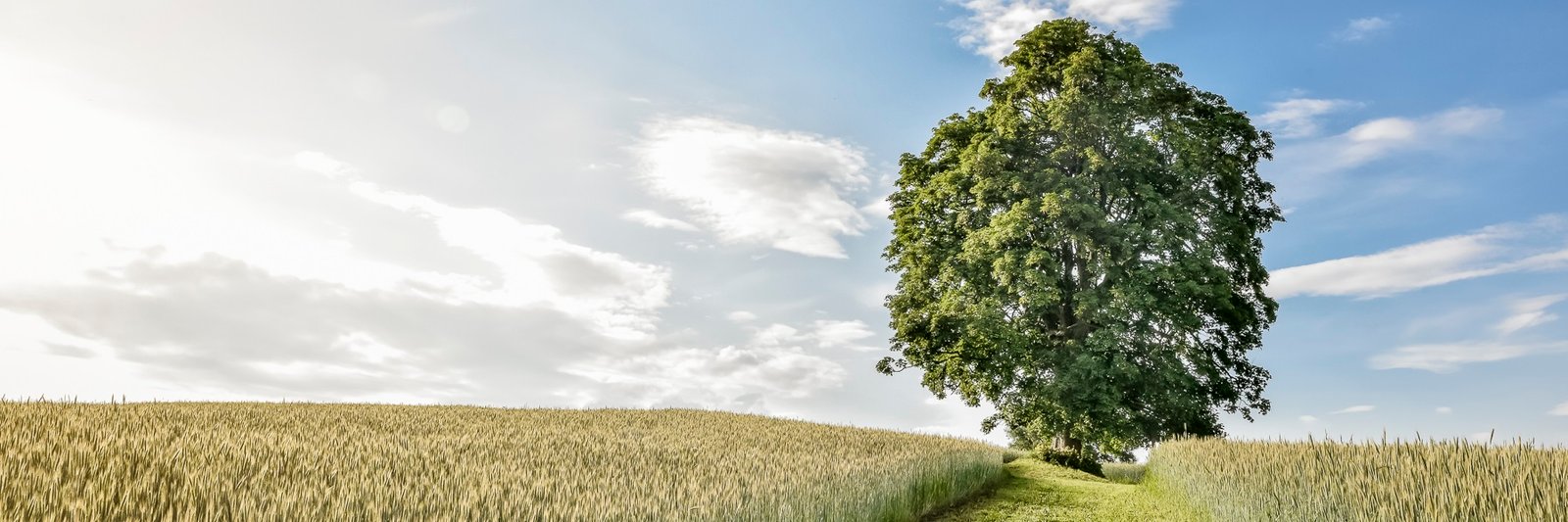 We are searching for trees with the most interesting stories – European Tree of the Year
