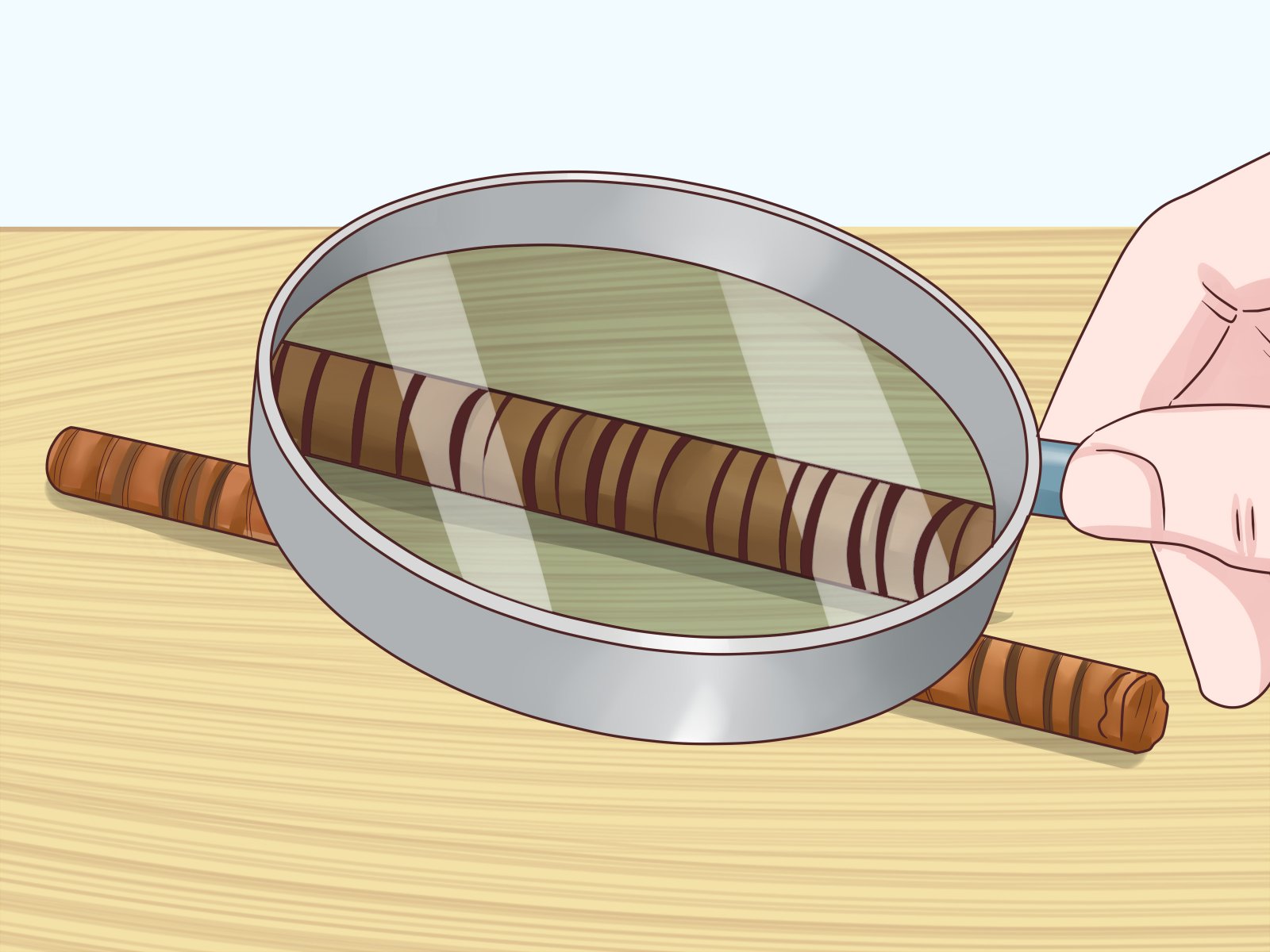 4 Formas de Determinar a Idade de uma Árvore - wikiHow