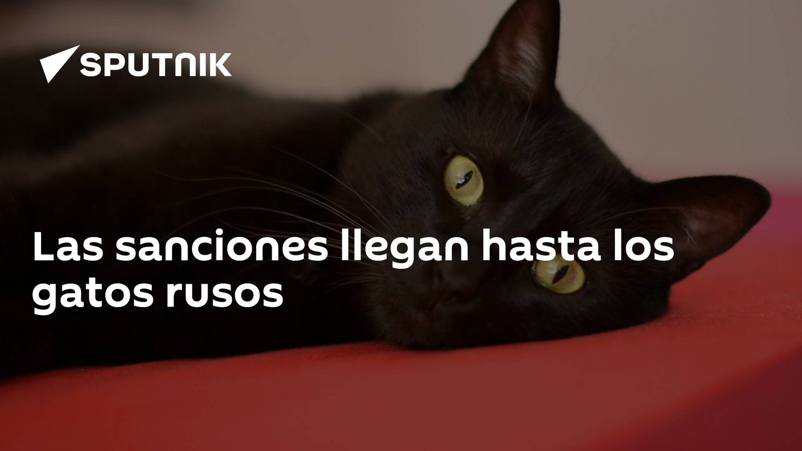 Las sanciones llegan hasta los gatos rusos - 03.03.2022, Sputnik Mundo