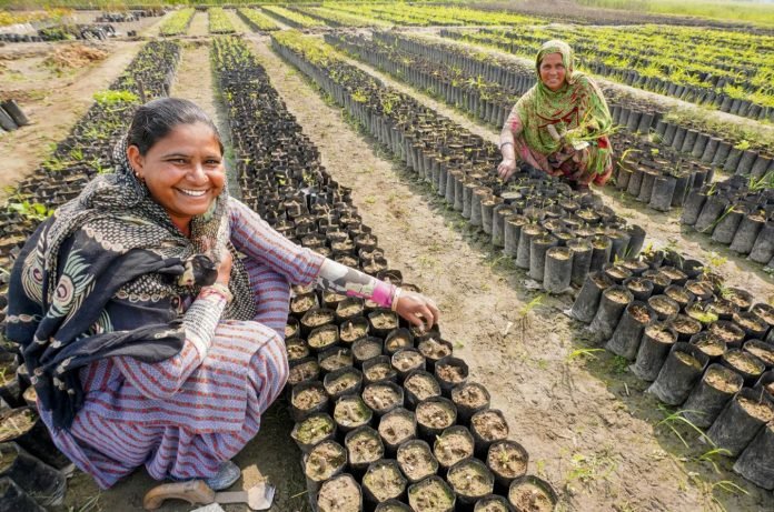 India planta 1,5 millones de árboles frutales en sistema agroforestal - Ecocosas