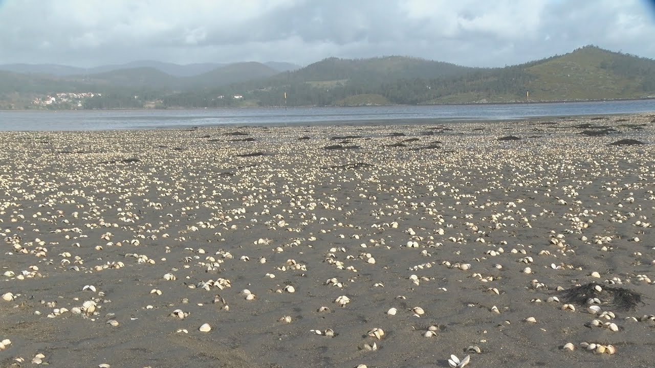 Os parquistas de Carril e Cobres San Rafael lanzan dúas sondas para estudar a mortalidade da ameixa na desembocadura do Ulla - Canal Rías Baixas