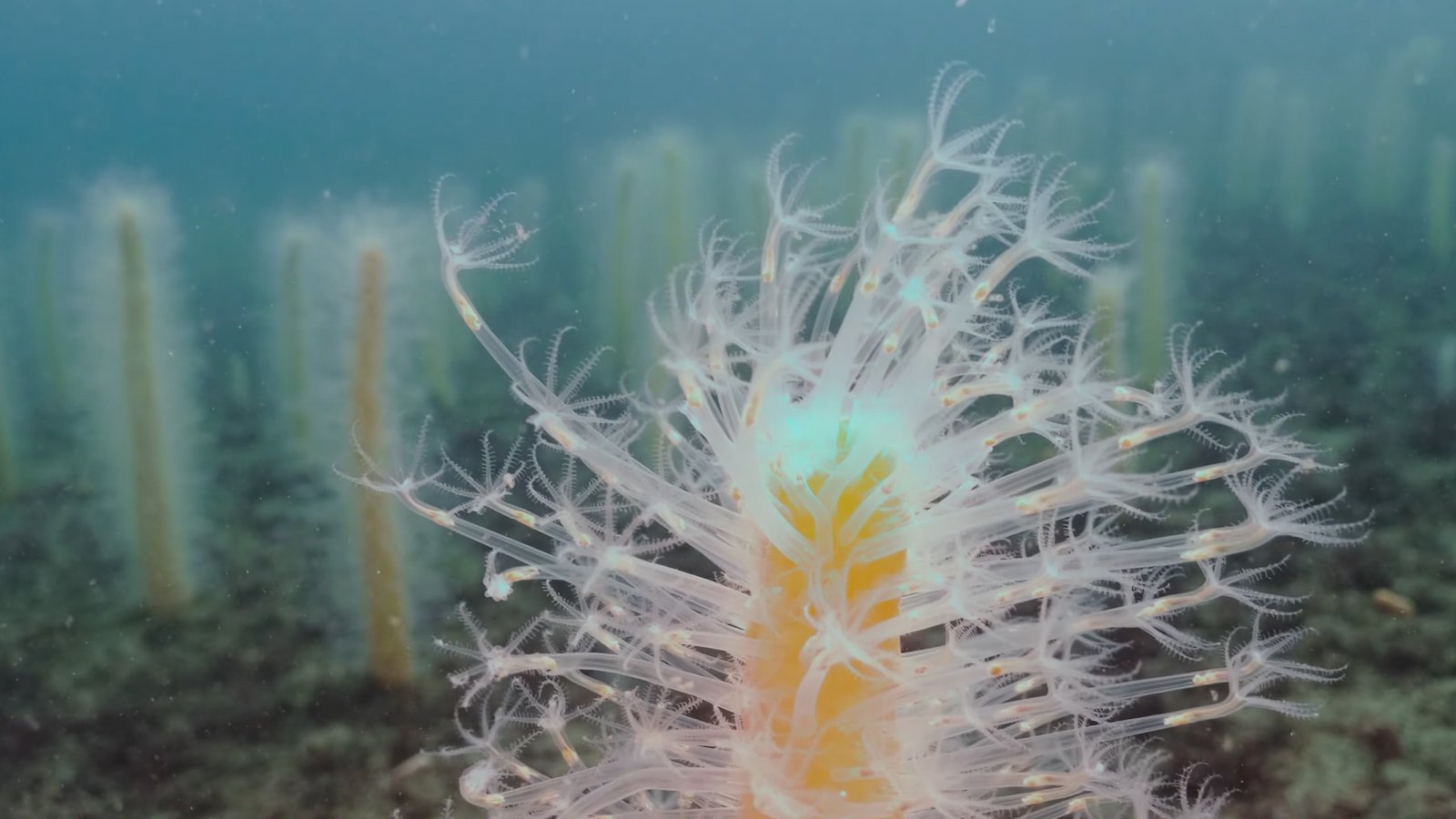 Cenouras de mar: o coral menos coñecido dos fondos mariños galegos