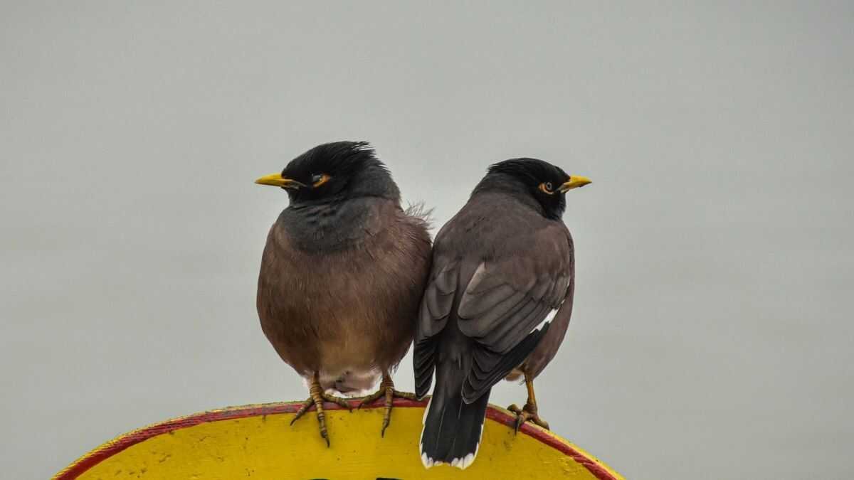 2 de febreiro: o día no que casan os paxariños